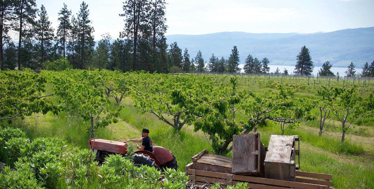 Westbank Harvest
