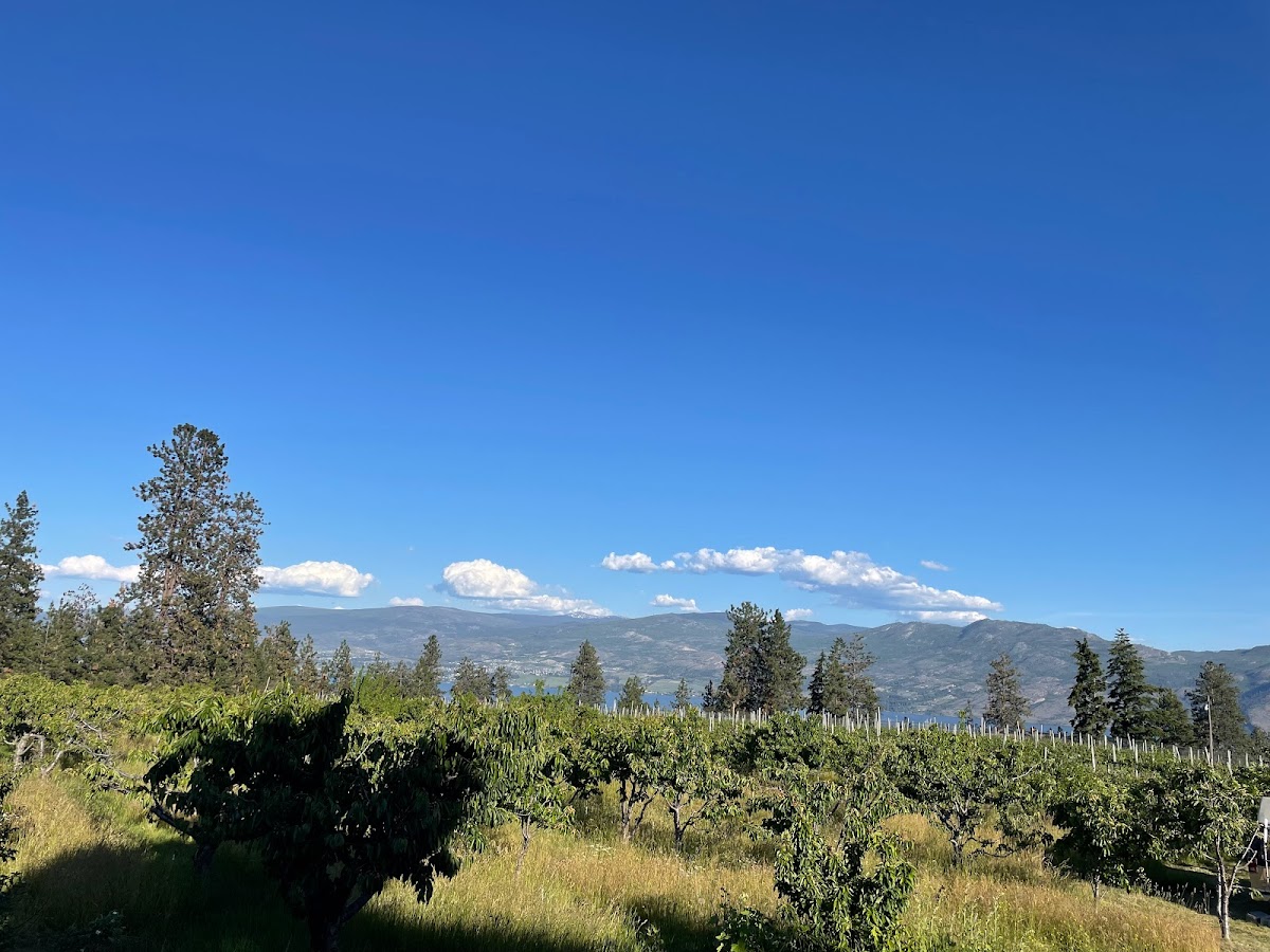 Westbank Harvest